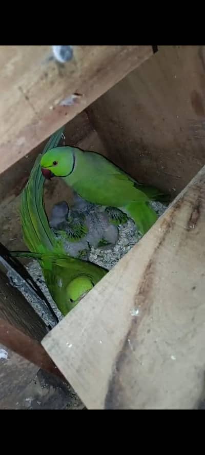 green parrot breeder pair