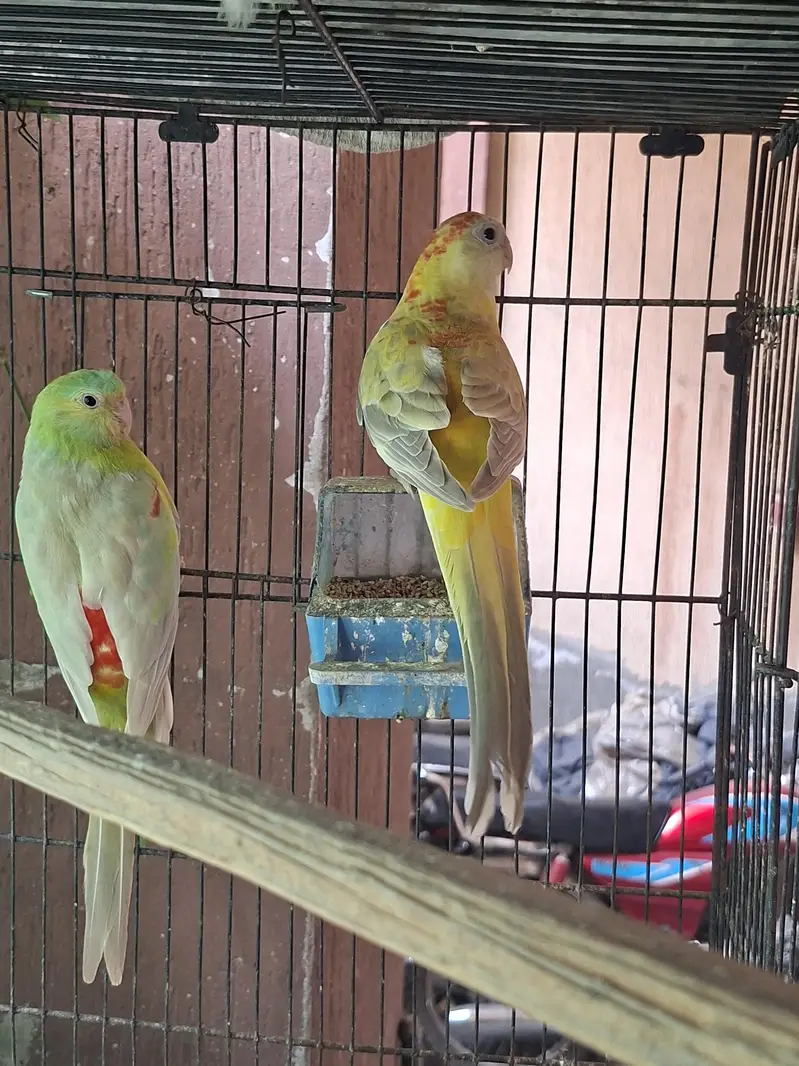 Rump Parrot available
