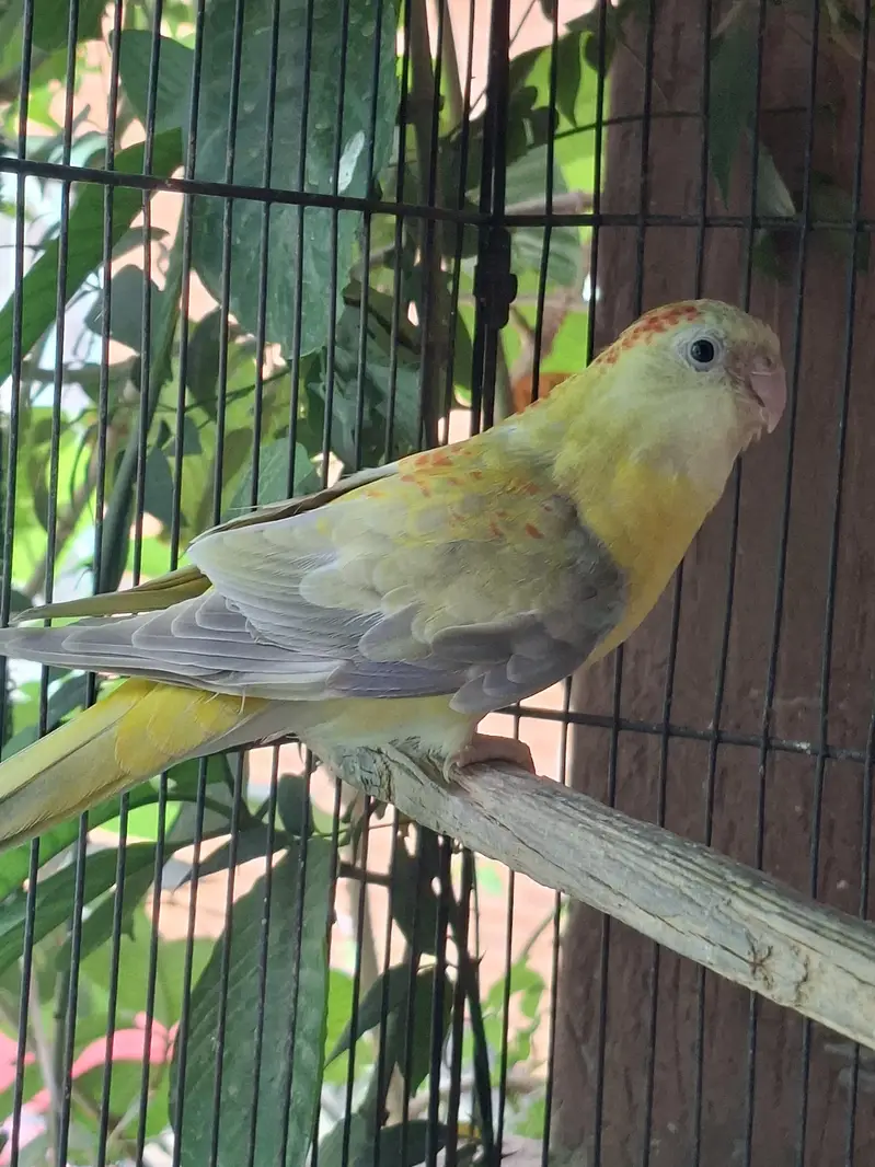 Rump Parrot available — photo 2