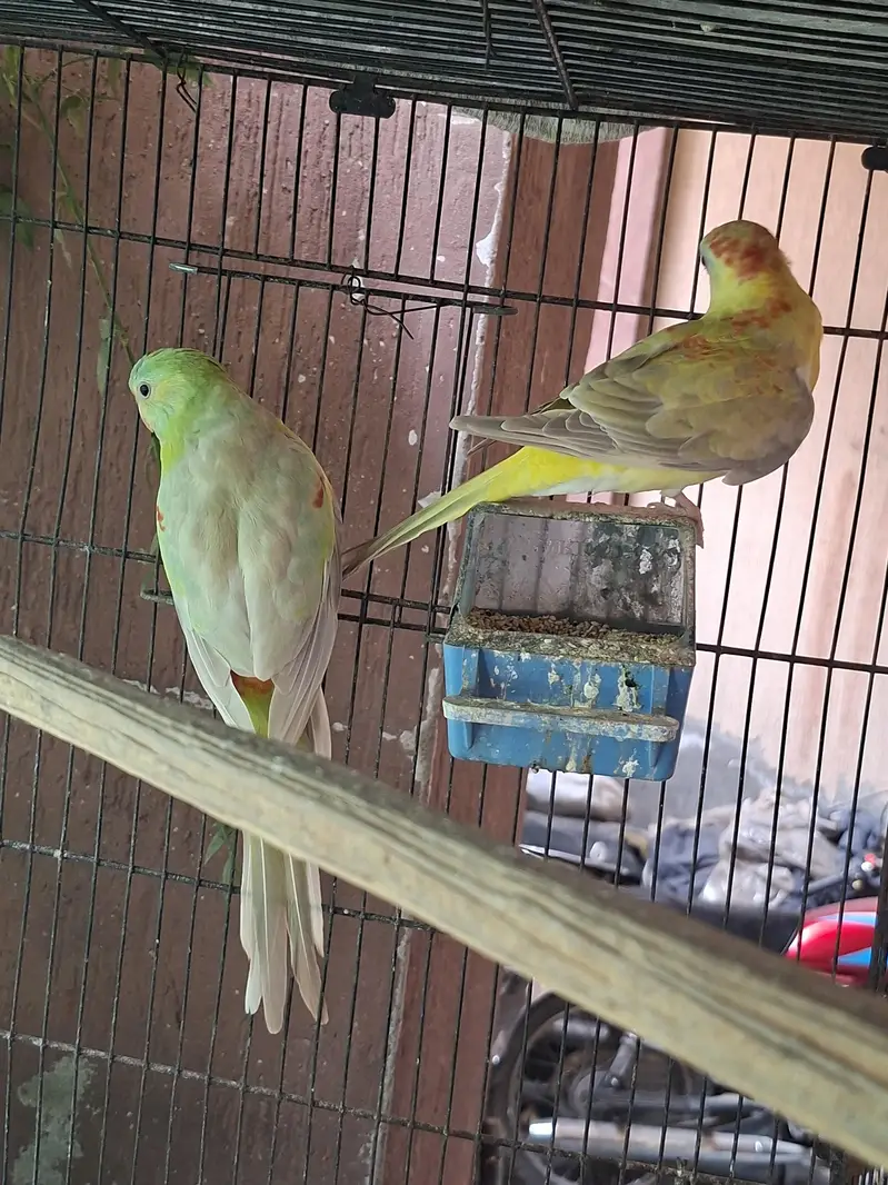 Rump Parrot available — photo 3