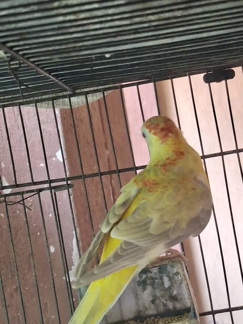 Rump Parrot available — photo 4