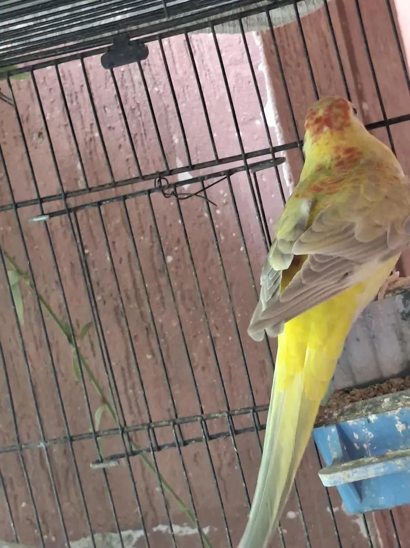 Rump Parrot available — photo 5