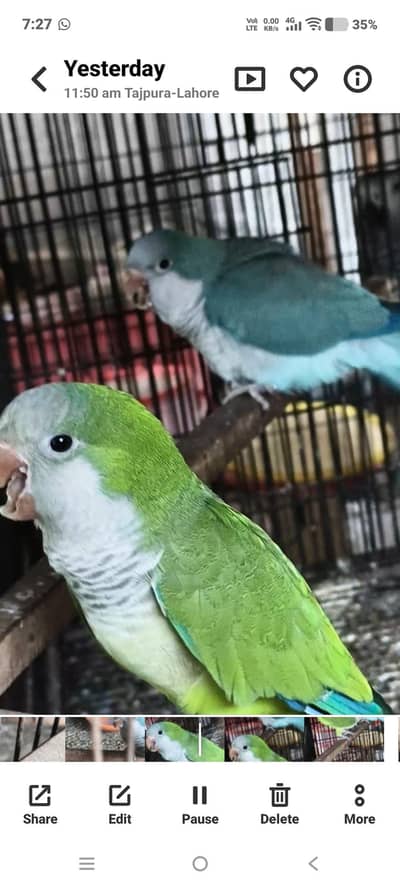 monk breeder pair for sale without DNA with chik