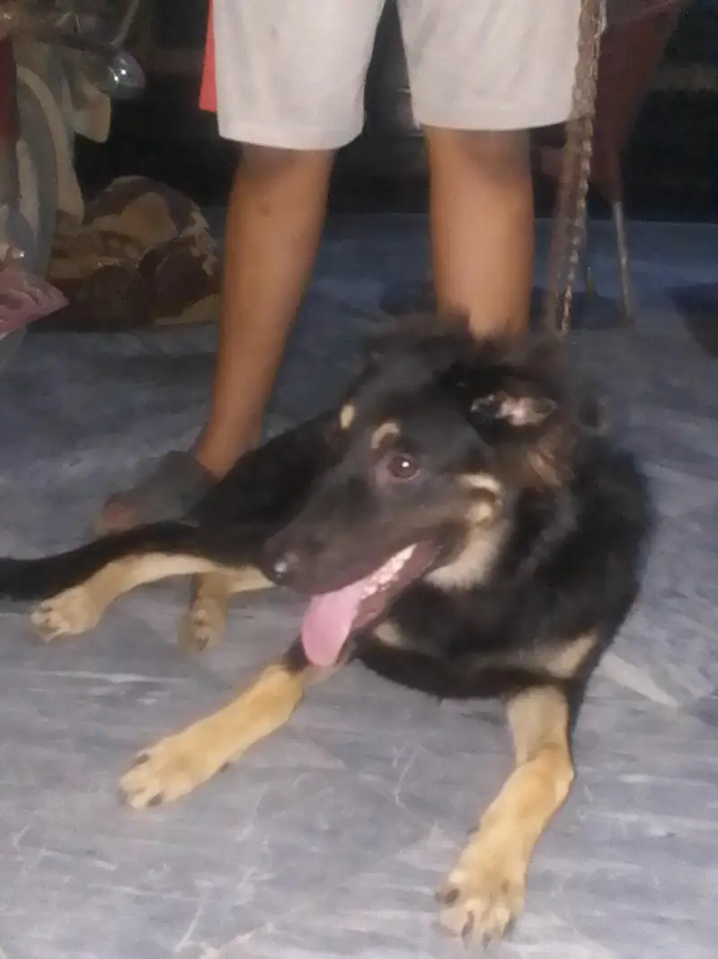 Original Himalayan Sheepdog – Strong Guardian — photo 2