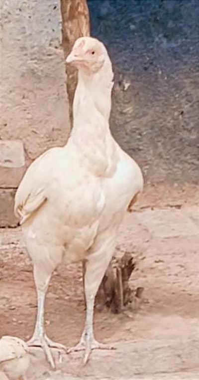 white aseel murgi