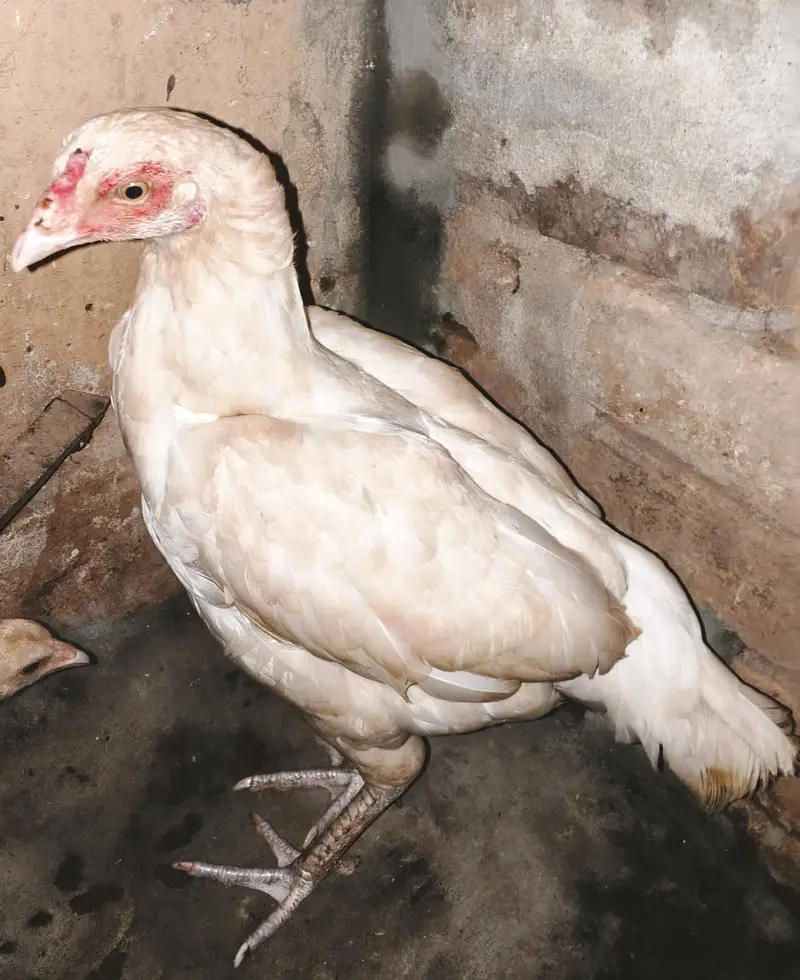 white aseel murgi — photo 2