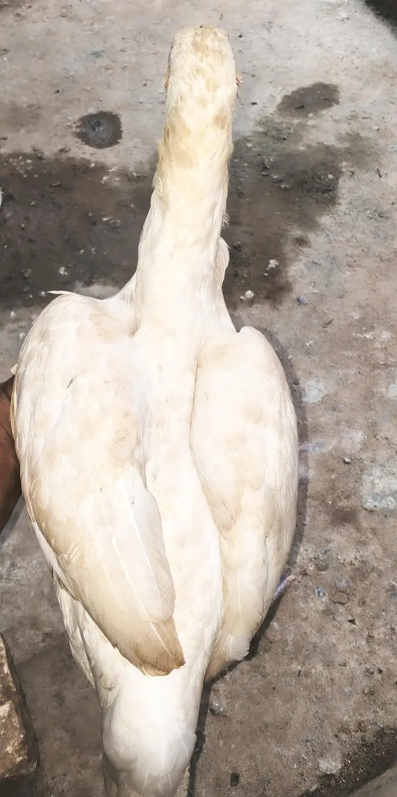 white aseel murgi — photo 3
