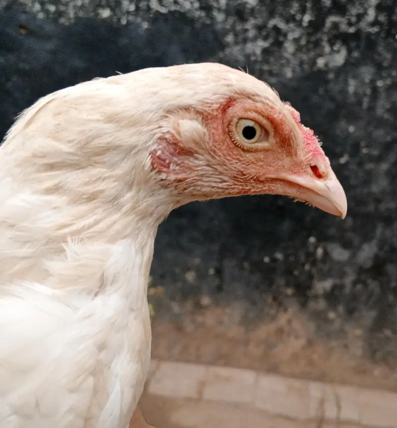 white aseel murgi — photo 4
