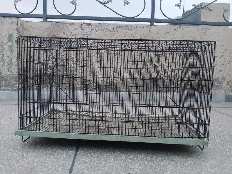 birds and cages for sale