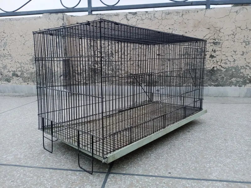 birds and cages for sale — photo 2