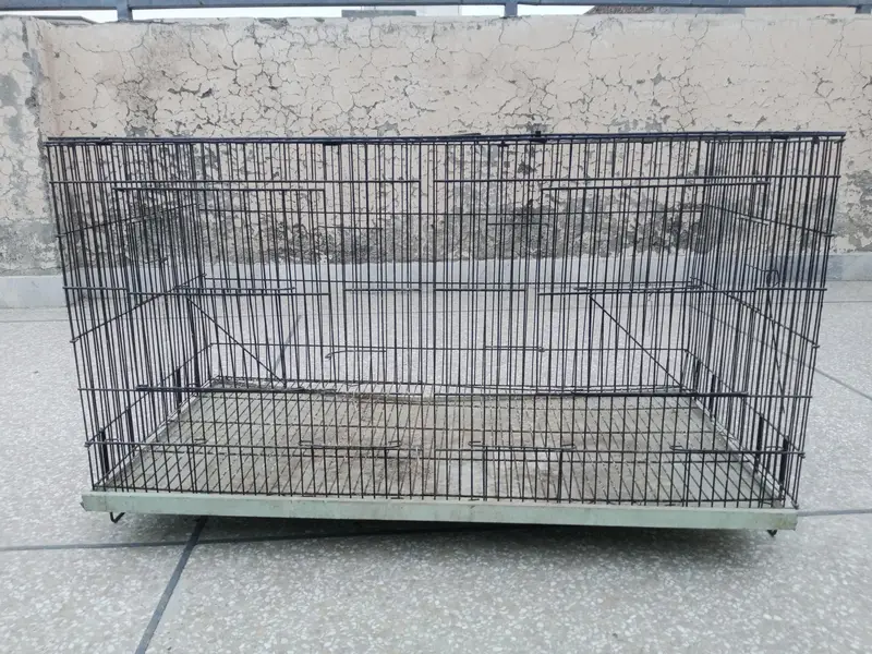 birds and cages for sale — photo 3