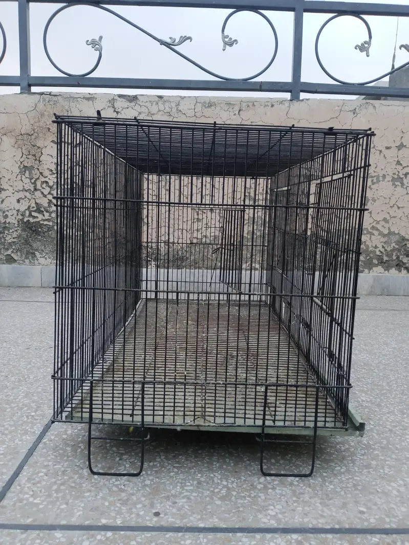 birds and cages for sale — photo 4