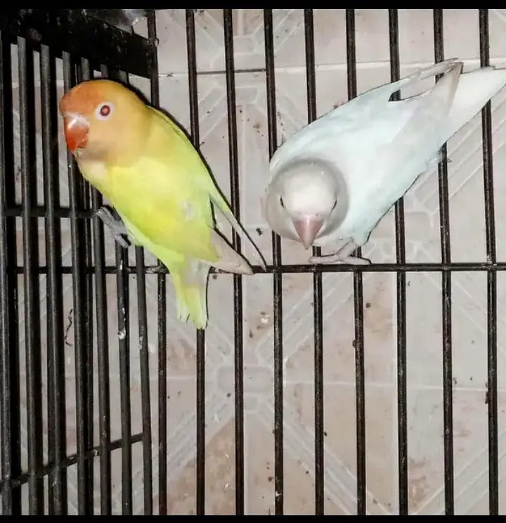 birds and cages for sale — photo 5