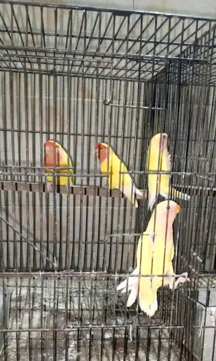 birds and cages for sale — photo 6