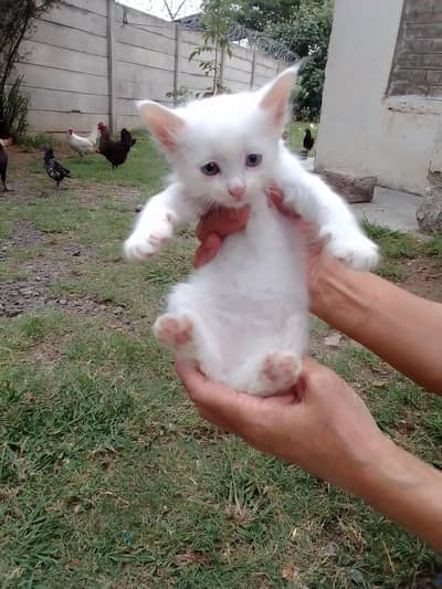 kittens for sale