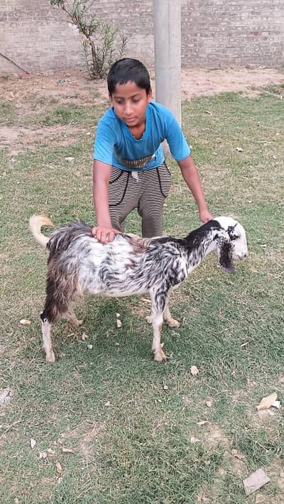 Bakry and Chatry for sale 35k each in lahore karim park