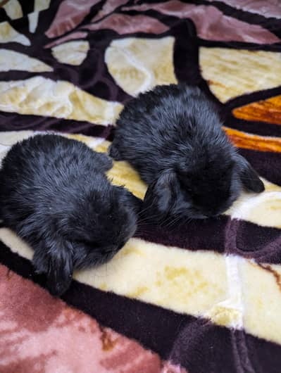 Holland lop bunys
