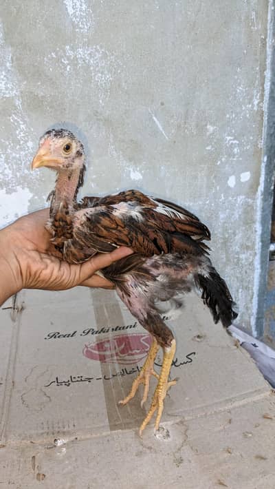 4 Month Healthy Aseel Murga for Sale