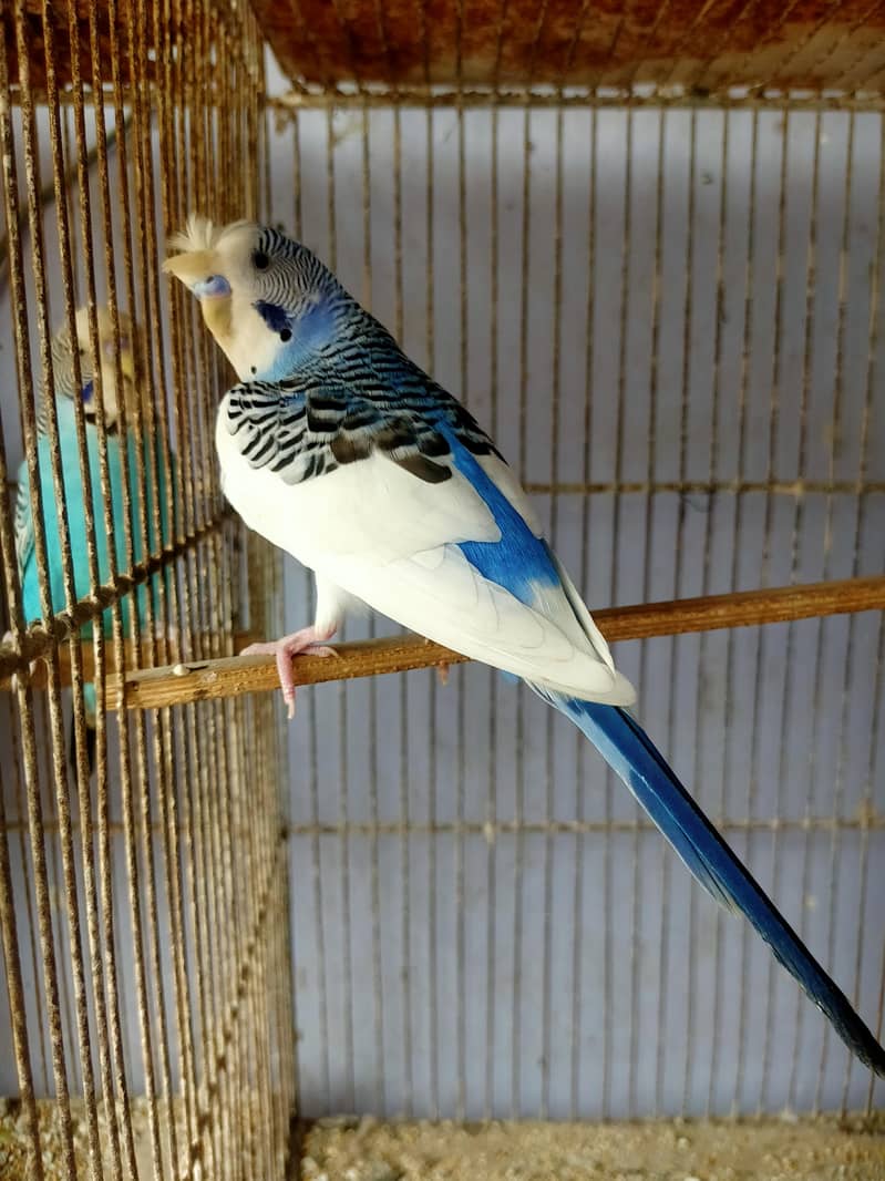 Budgies Undersize 2