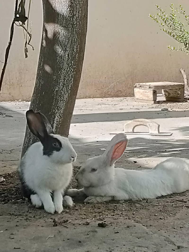 Rabbit 0
