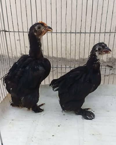 Bantam chicks pair