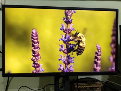 HP 24-inch Monitor P2417H