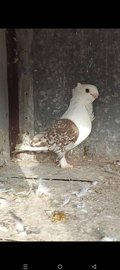 Sentinet young male for sale