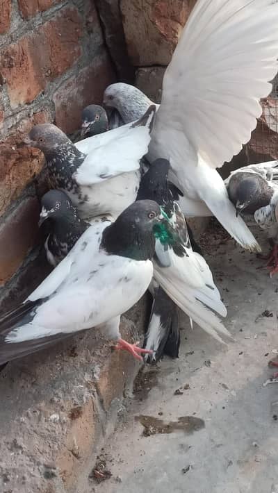 other pigeon 18 piece WhatsApp 03106801352