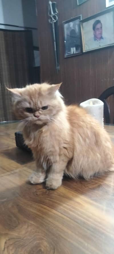 Koko cat