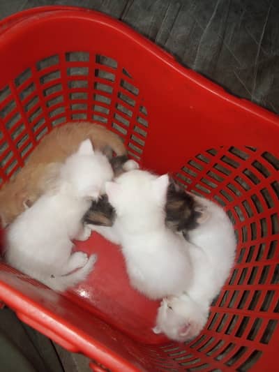 Dooble coated kitten White