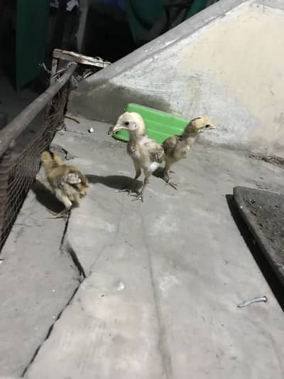 Aseel Thai and dragon cross chicks full active