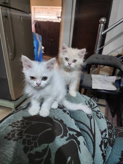 persian kitten 70 day old male r female