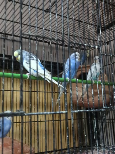 I am selling a parrots