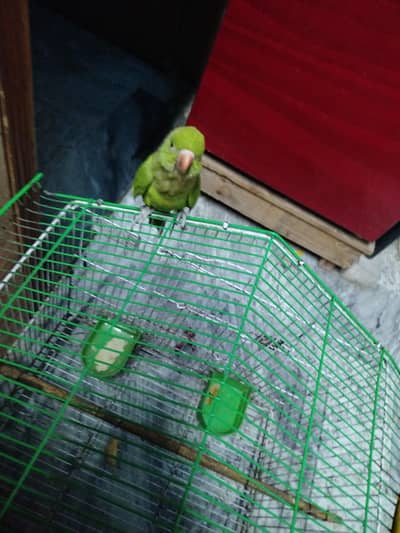 parrot baby only 2 months old