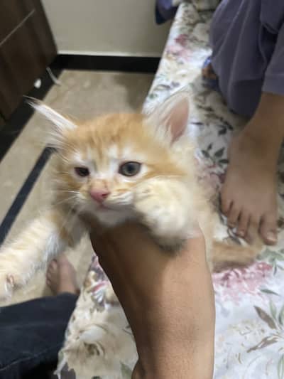 Kittens for sale
