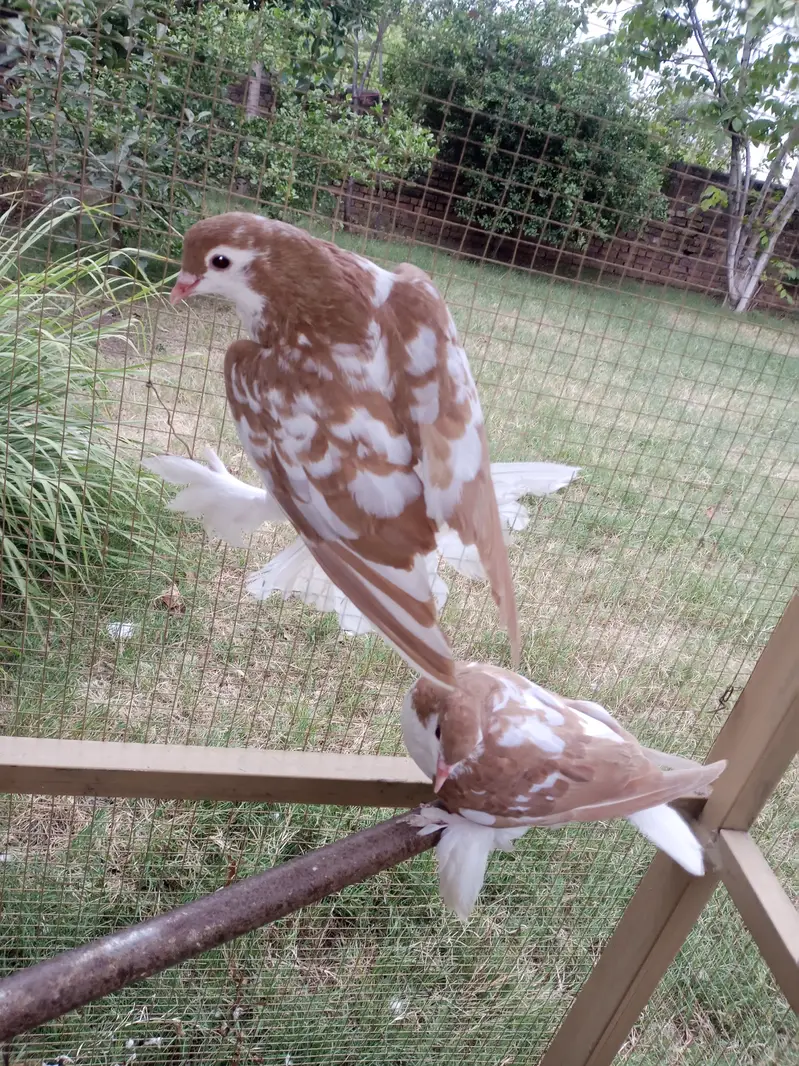 Sherazi pair for sale
