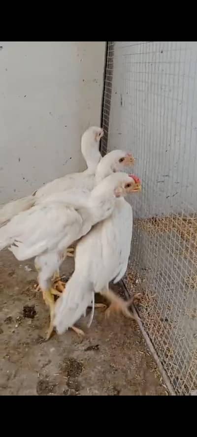 Parrot beak long tail Chicks