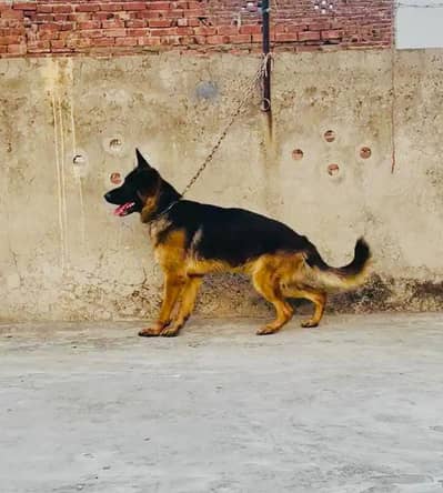 German shepherd black marks bahut achcha Mel hai