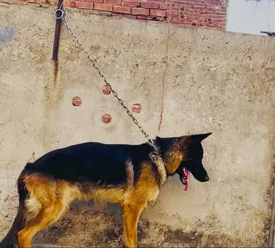 German shepherd black mask bahut achcha Mel hai