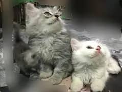 kittens are well cared for . . hand raised. . and healthy high quality and