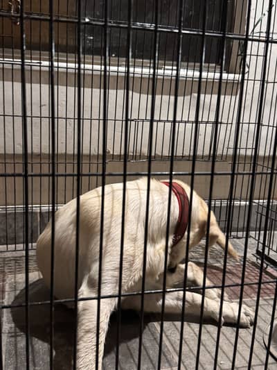 Labrador puppy | American Labrador| British Labrador |labra puppy