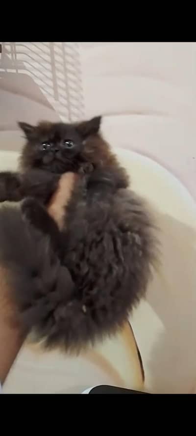 pure Persian kitten