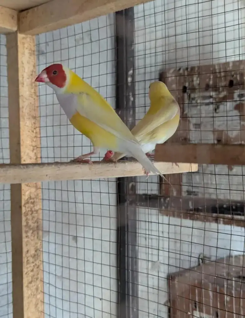 Goldian Latino Finches