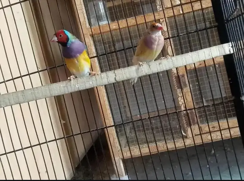 Goldian Latino Finches — photo 2