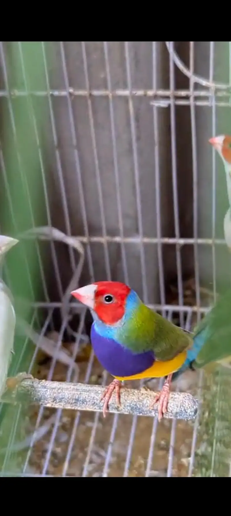 Goldian Latino Finches — photo 3