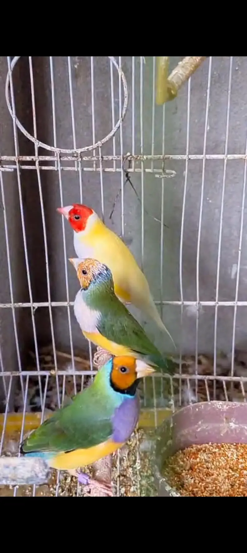 Goldian Latino Finches — photo 4