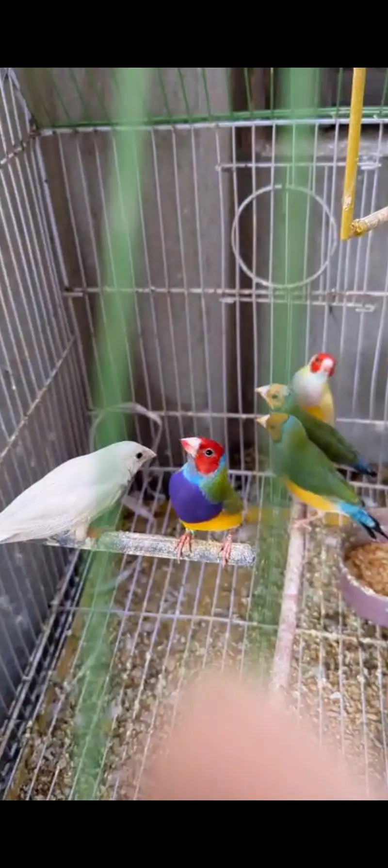 Goldian Latino Finches — photo 5