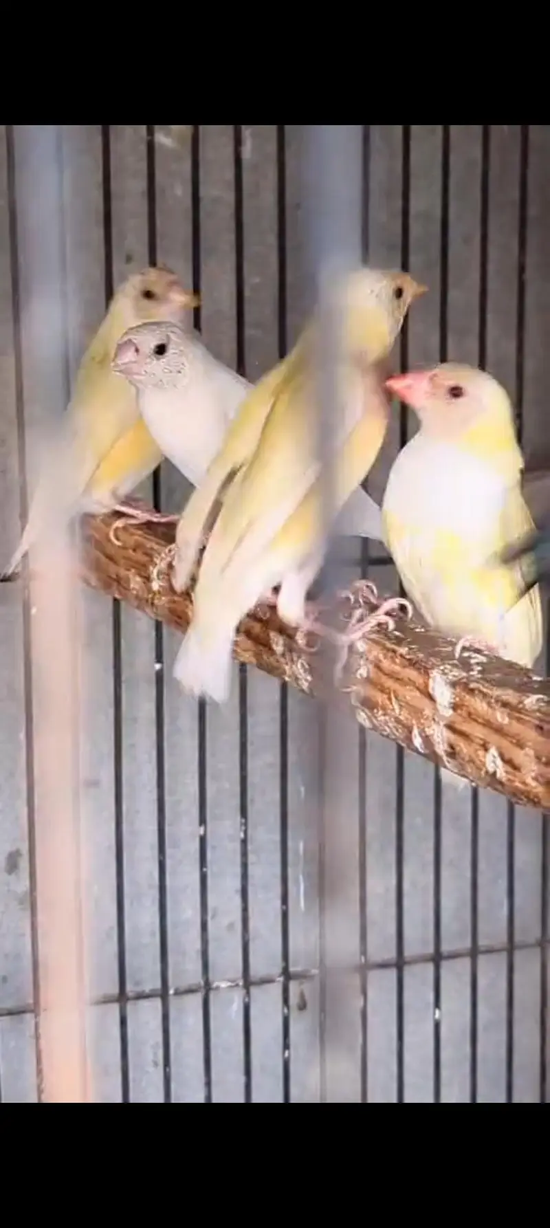 Goldian Latino Finches — photo 6