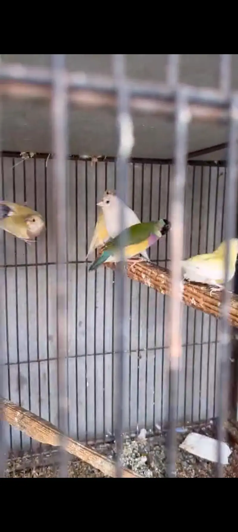 Goldian Latino Finches — photo 8