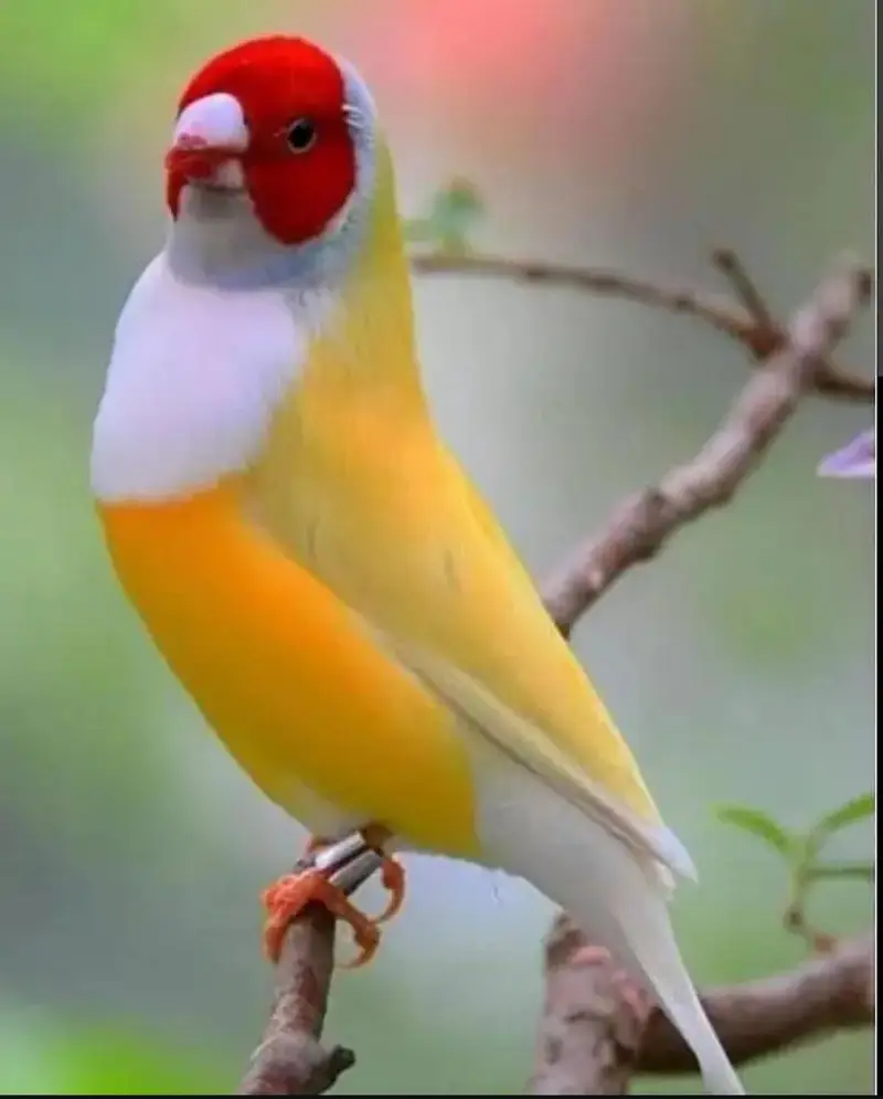 Goldian Latino Finches — photo 9